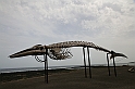 Kanary_2010 197